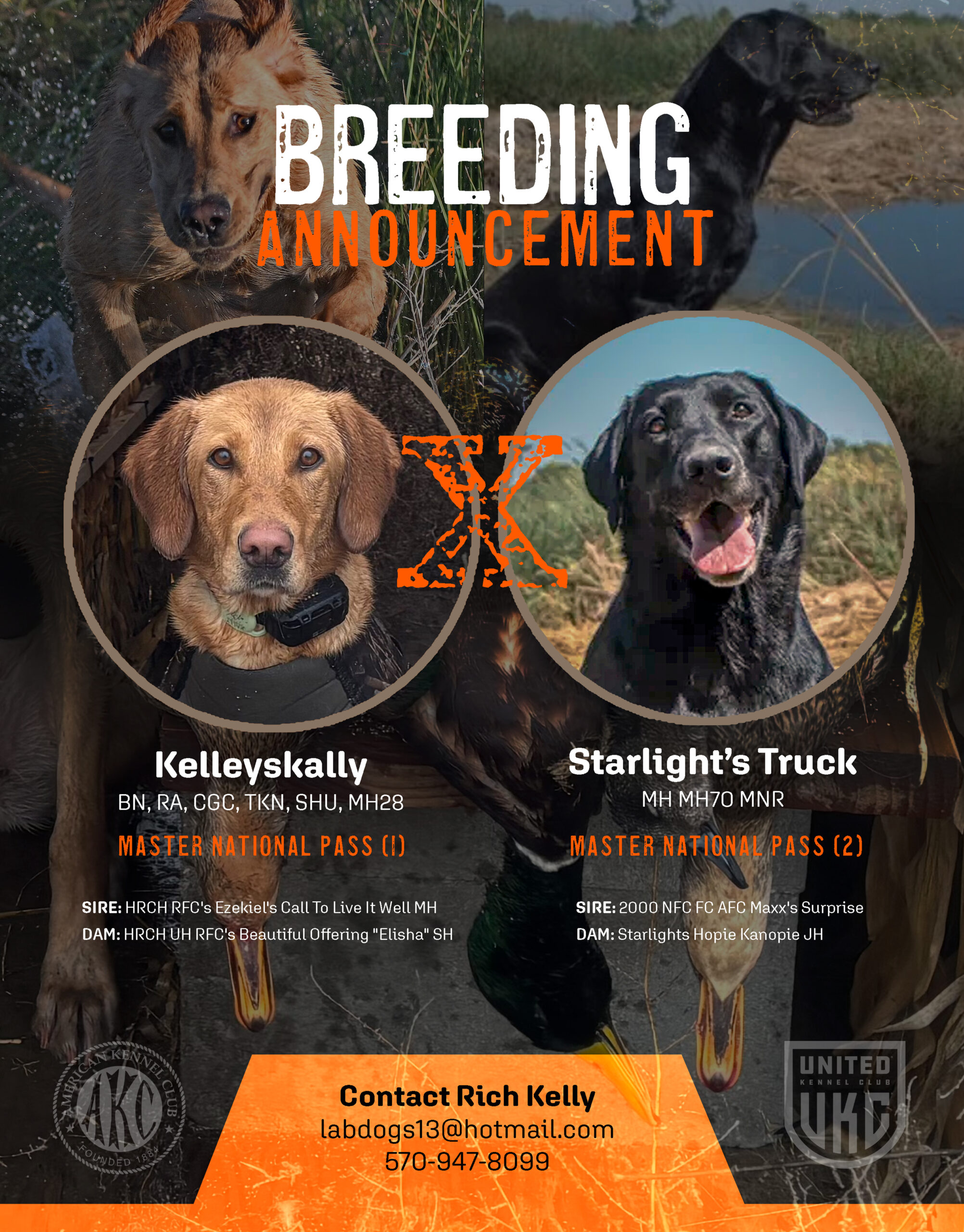 Labrador Retriever Litter Ad