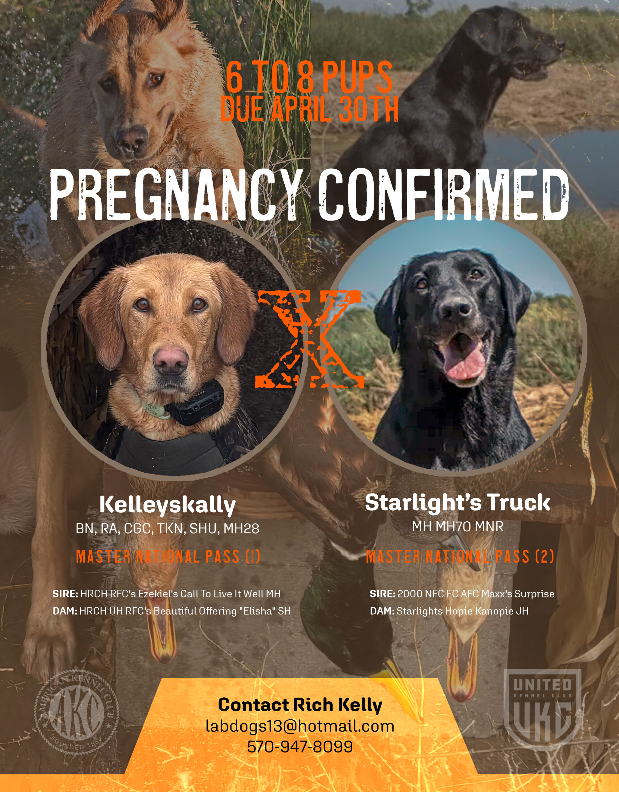 Labrador Retriever Litter Ad