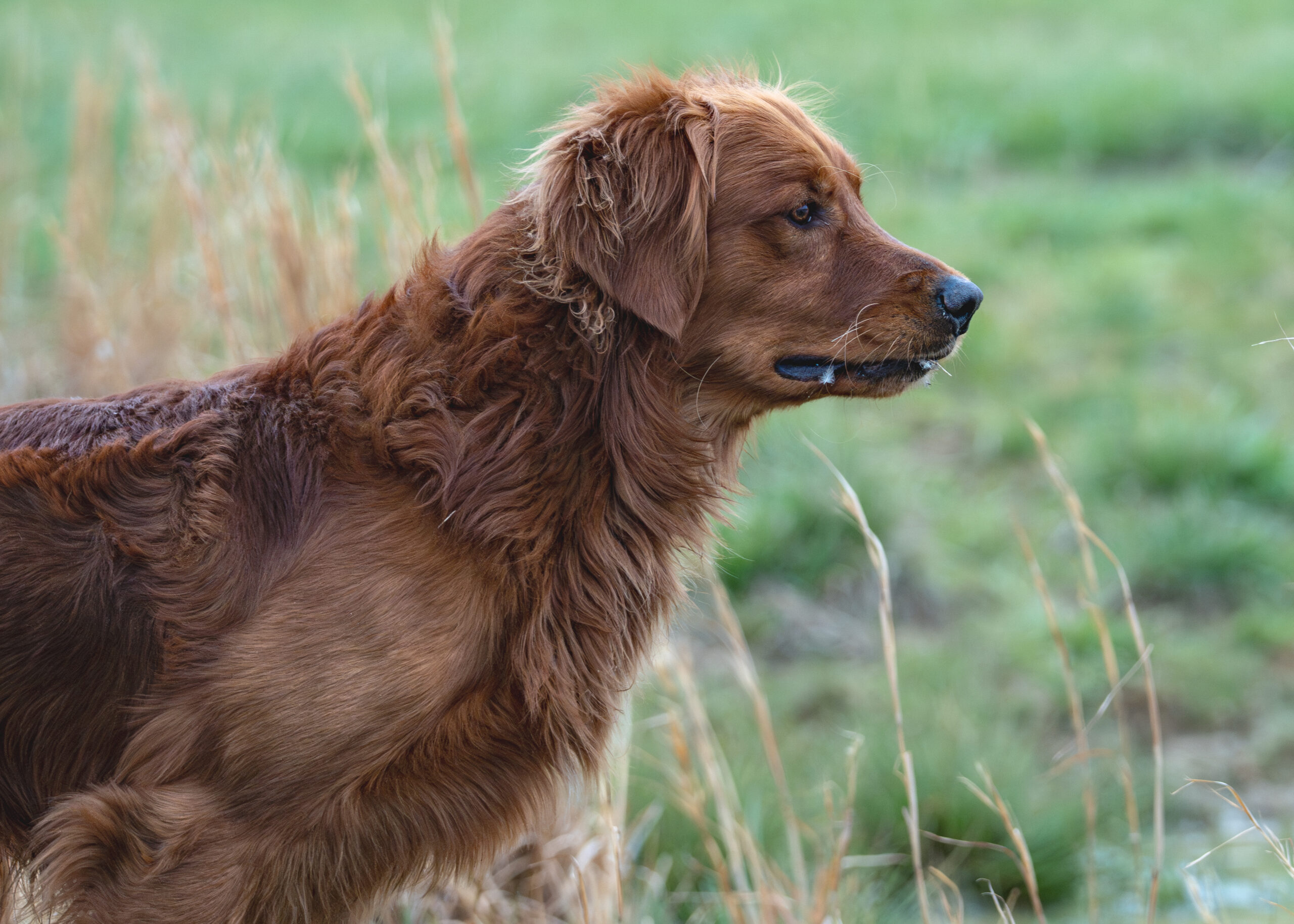design and branding for dog businesses